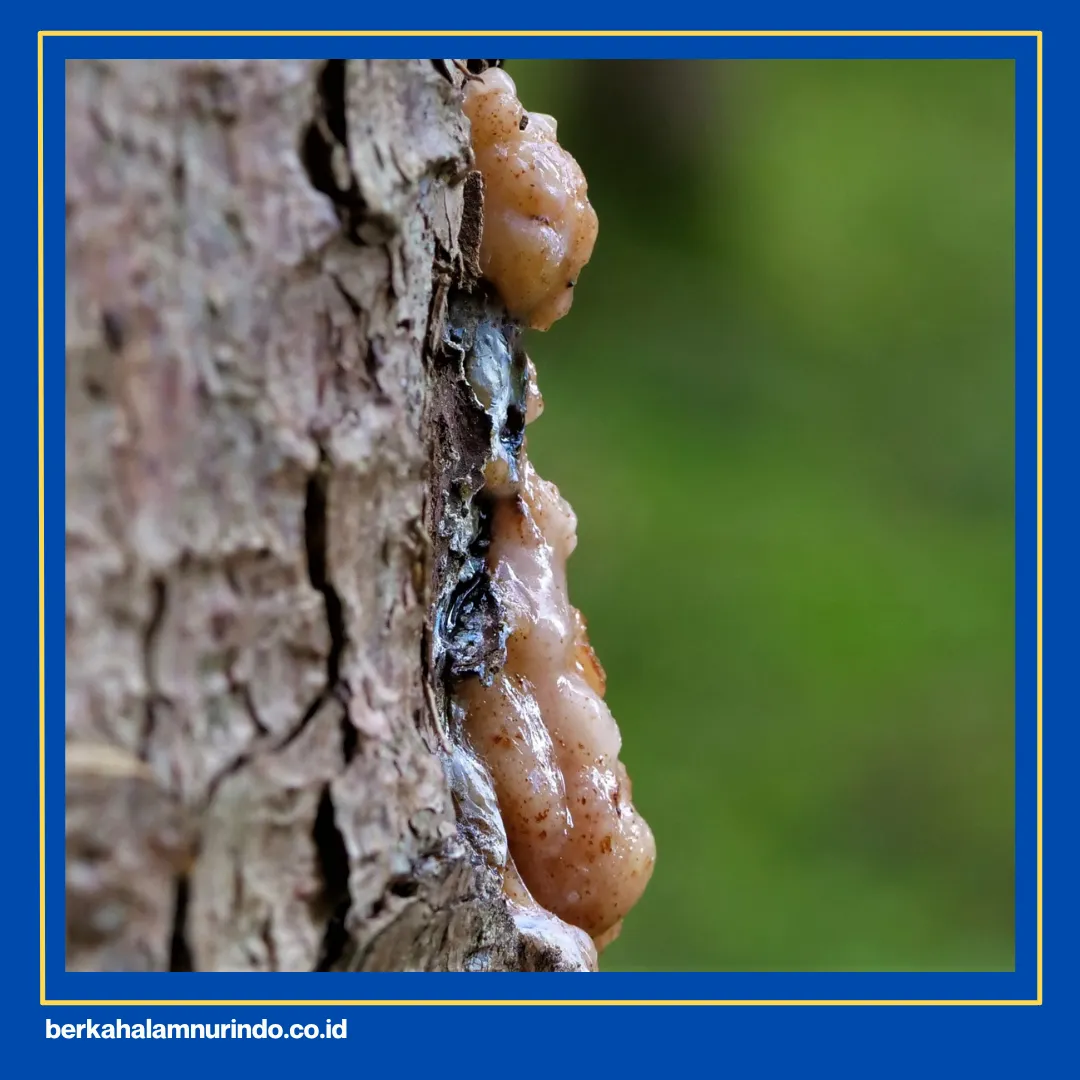 kelebihan dan kekurangan kayu