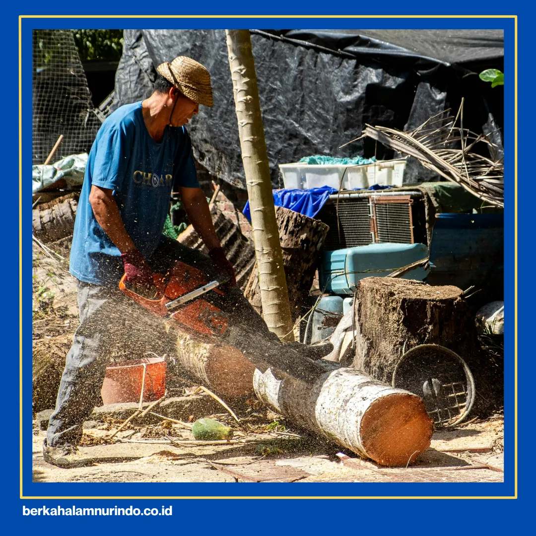 kayu meranti dapat ditemukan di daerah