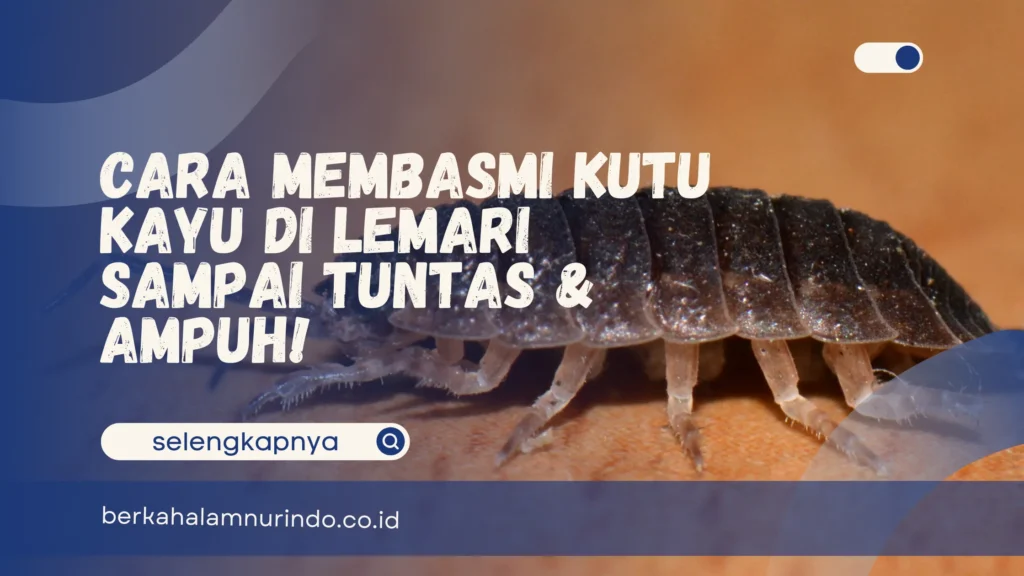 cara membasmi kutu kayu di lemari